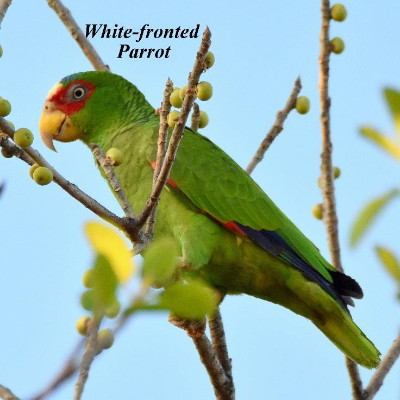 White-fronted Parrot